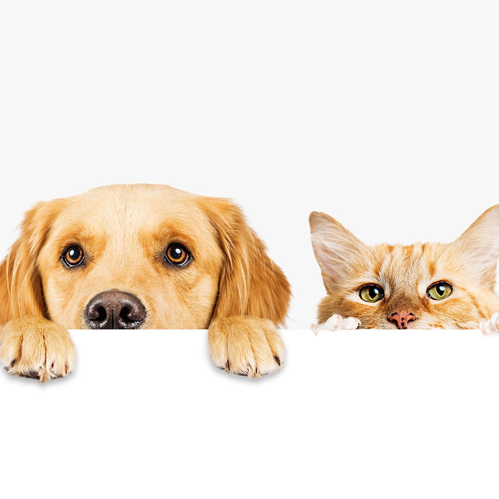 Home Page Banner Image
